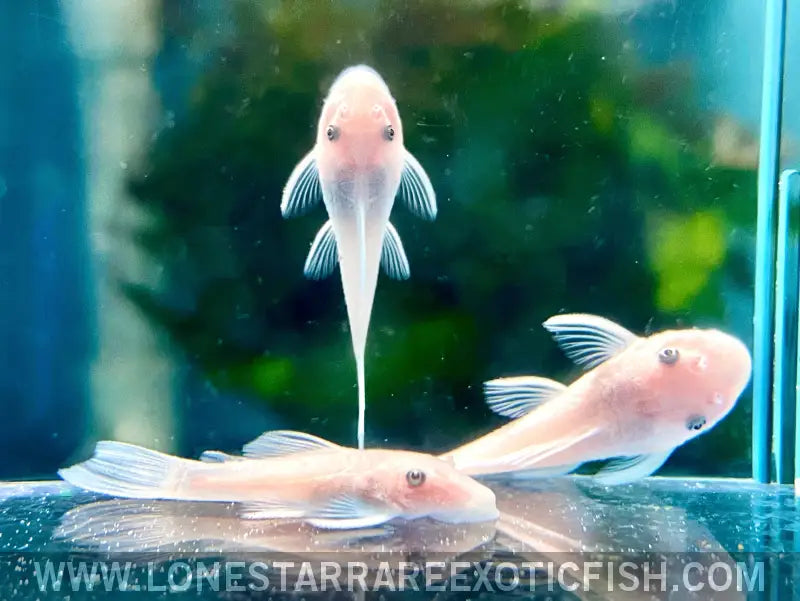 Snow White Bristlenose Pleco / Ancistrus Sp. Live Freshwater Tropical Fish for Sale Online