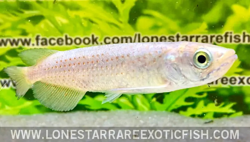 Southern Saratoga Arowana / Scleropages Leichardti Live Freshwater Tropical Fish for Sale Online
