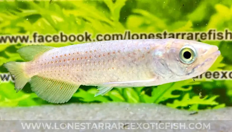 Southern Saratoga Arowana / Scleropages leichardti For Sale Online | Lone Star Rare Exotic Fish Co.