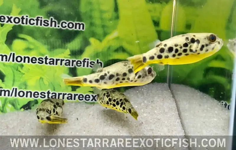 Spotted Congo Puffer / Tetraodon Schoutedeni Live Freshwater Tropical Fish for Sale Online