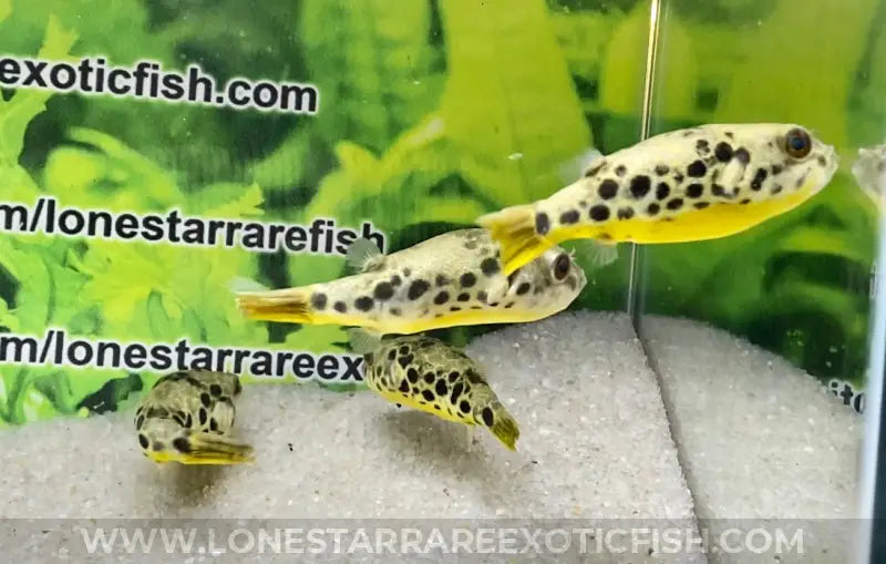 Spotted Congo Puffer / Tetraodon schoutedeni For Sale