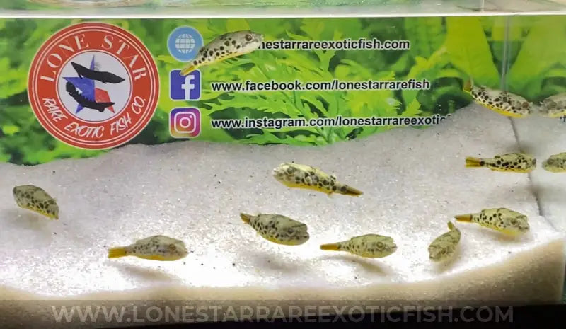 Spotted Congo Puffer / Tetraodon schoutedeni For Sale Online | Lone Star Rare Exotic Fish Co.