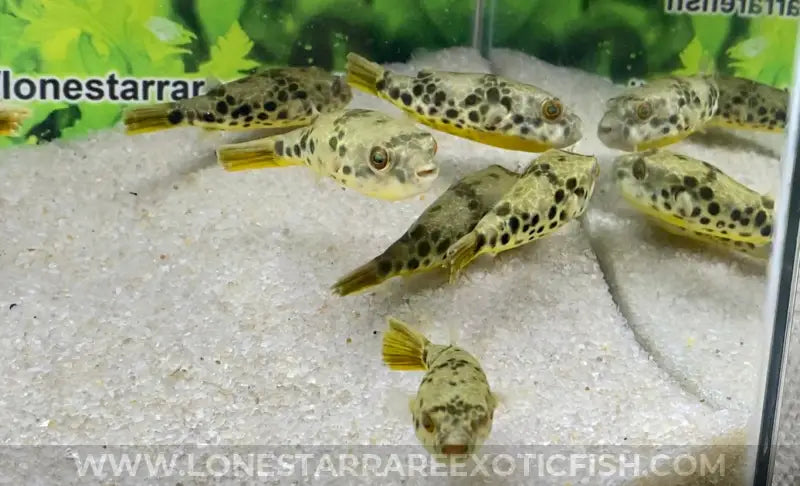 Spotted Congo Puffer / Tetraodon schoutedeni For Sale Online | Lone Star Rare Exotic Fish Co.