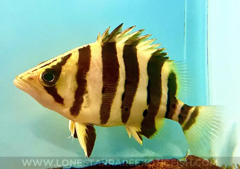 Sumatra Datnoid / Datnioides microlepis (4 Bar) For Sale Online | Lone Star Rare Exotic Fish Co.