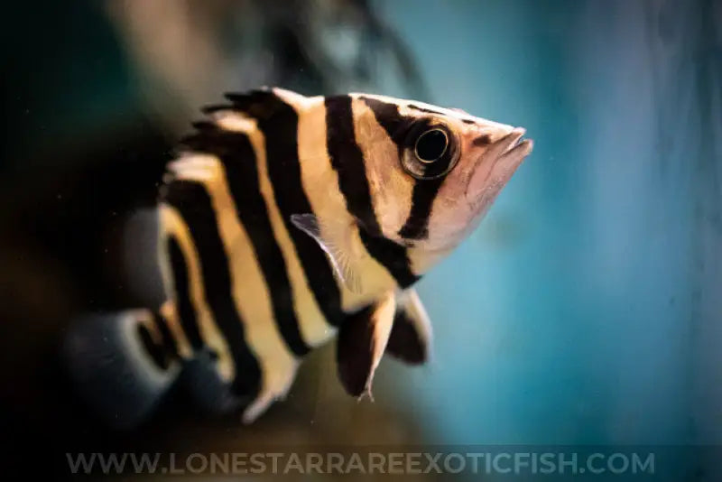 Sumatra Datnoid / Datnioides microlepis (4 Bar) For Sale Online | Lone Star Rare Exotic Fish Co.