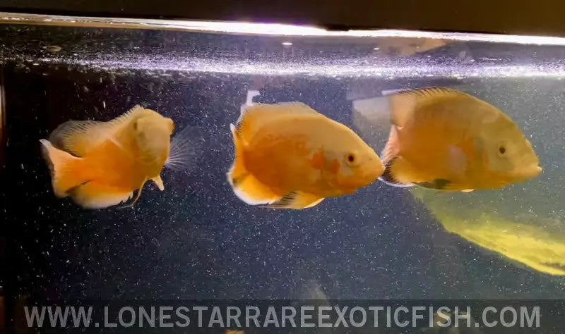 Live oscar fish for sale online hotsell