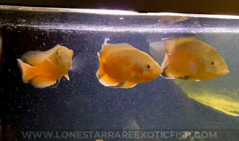 Super Red Albino Oscar Cichlid For Sale Online | Lone Star Rare Exotic Fish Co.