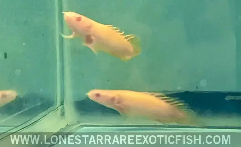 Super Short Body Albino Senegal Bichir Live Freshwater Tropical Fish for Sale Online