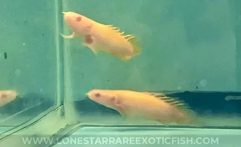 Super Short Body Albino Senegal Bichir For Sale Online | Lone Star Rare Exotic Fish Co.