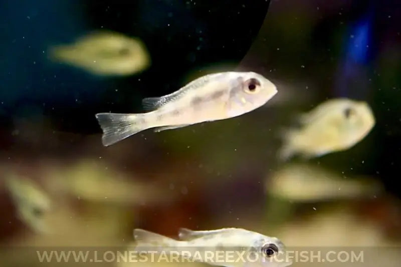 Sveni Eartheater Cichlid / Geophagus sveni For Sale Online | Lone Star Rare Exotic Fish Co.