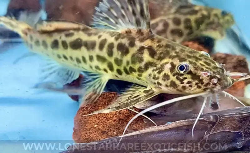 Synodontis Caudalis Catfish For Sale Online | Lone Star Rare Exotic Fish Co.