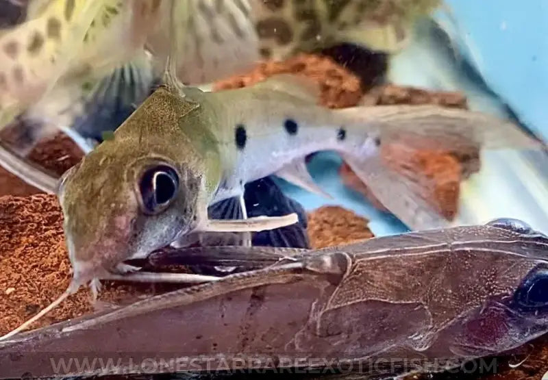 Synodontis Notata Catfish For Sale Online | Lone Star Rare Exotic Fish Co.