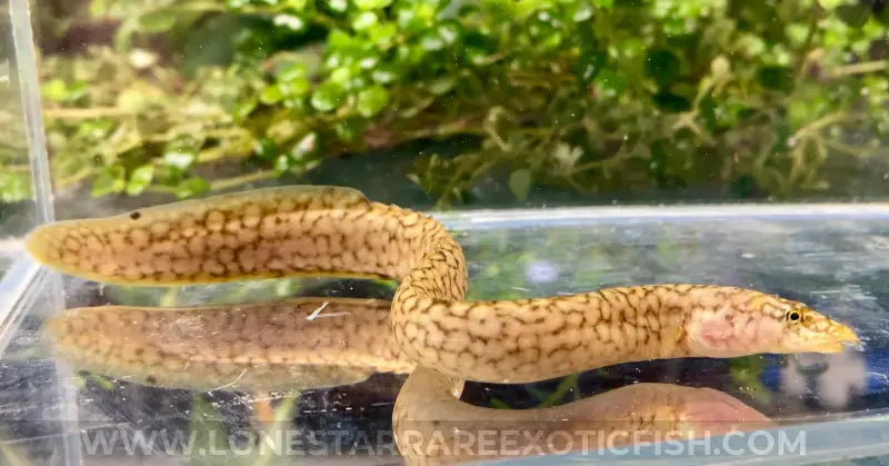 Tanganyikan Spiny Eel / Mastacembelus moorii For Sale Online | Lone Star Rare Exotic Fish Co.