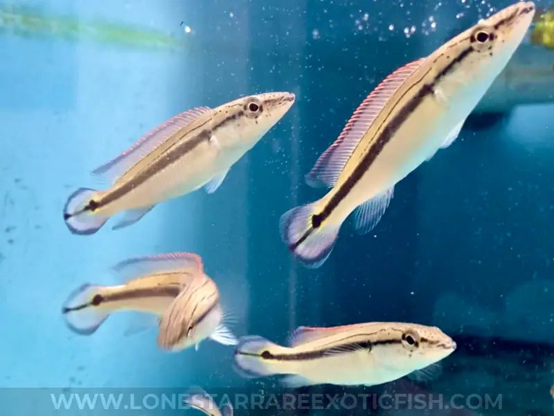 Tapajos Strigata Pike Cichlid / Crenicichla strigata For Sale Online | Lone Star Rare Exotic Fish Co.