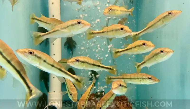 Temensis Peacock Bass / Cichla temensis For Sale Online | Lone Star Rare Exotic Fish Co.