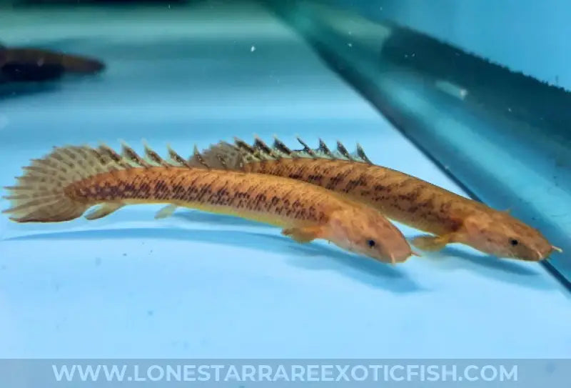 Teugelsi Bichir / Polypterus teugelsi For Sale Online | Lone Star Rare Exotic Fish Co.