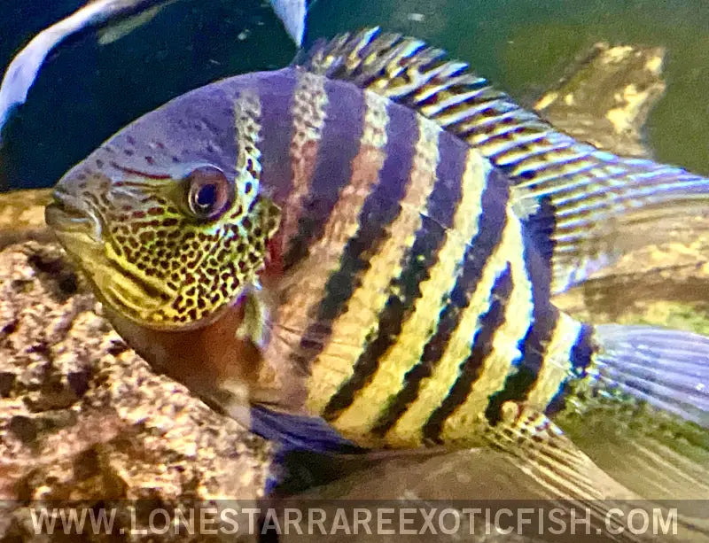 Tiger Curare Severum Cichlid / Heros Severus Live Freshwater Tropical Fish for Sale Online