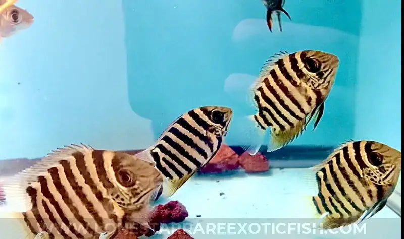 Tiger Curare Severum / Heros severus For Sale Online | Lone Star Rare Exotic Fish Co.