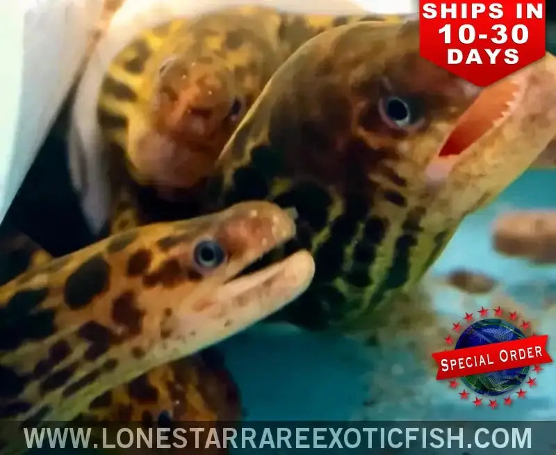 Tiger Moray Eel / Gymnothorax Polyuranodon (special Order) Live Freshwater Tropical Fish for Sale Online