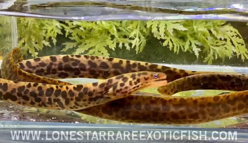 Freshwater moray eel care online