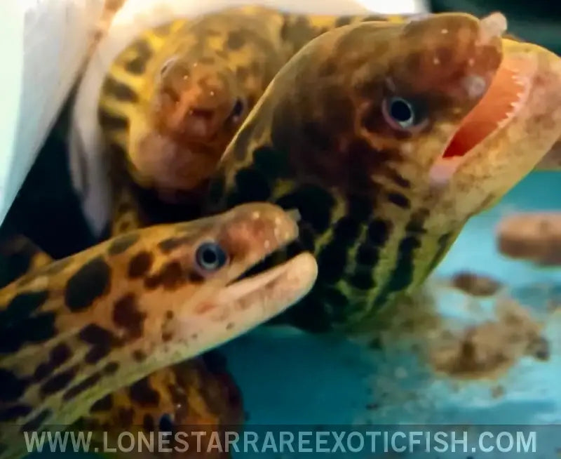 Exotic freshwater fish for sale online clearance