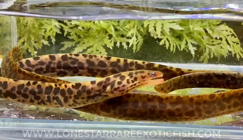 Tiger Moray Eel / Gymnothorax polyuranodon (True Freshwater Moray) For Sale Online | Lone Star Rare Exotic Fish Co.