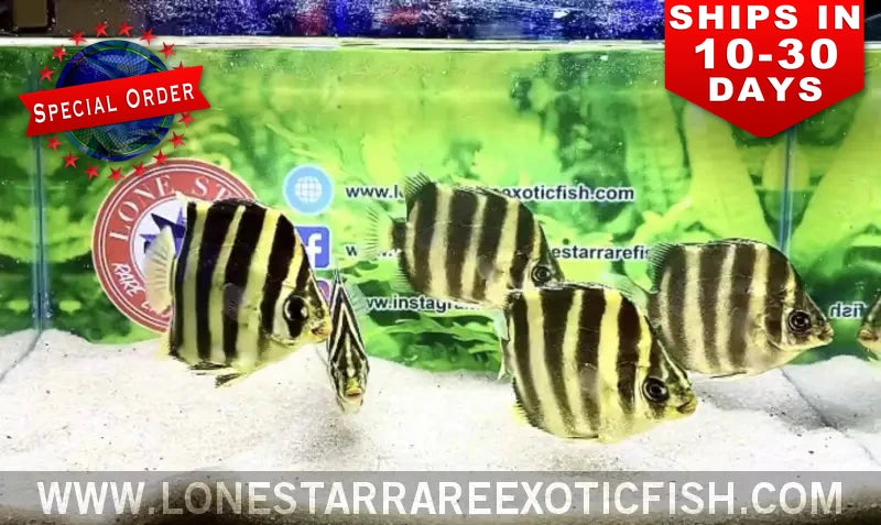 Tiger Scat / Scatophagus Tetracanthus (special Order) Live Freshwater Tropical Fish for Sale Online