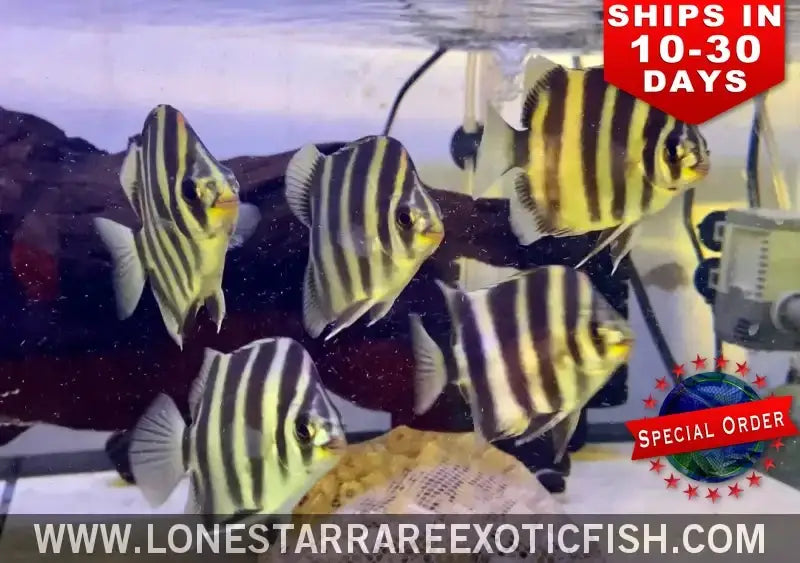 Tiger Scat / Scatophagus Tetracanthus (special Order) Live Freshwater Tropical Fish for Sale Online