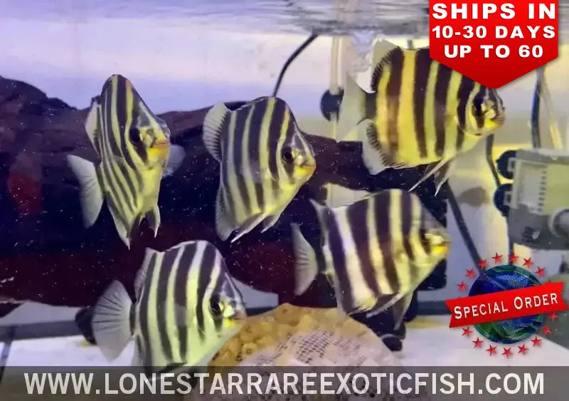 Tiger Scat / Scatophagus Tetracanthus (special Order) Live Freshwater Tropical Fish for Sale Online
