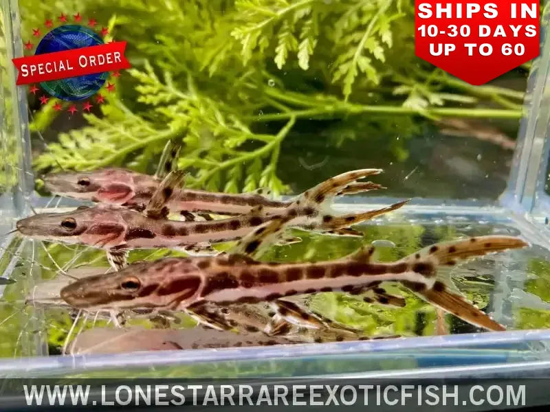 Tiger Shovelnose Catfish / Pseudoplatystoma Fasciatum (special Order) Live Freshwater Tropical Fish for Sale Online