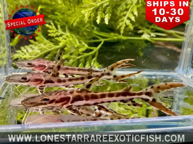 Tiger Shovelnose Catfish / Pseudoplatystoma Fasciatum (special Order) Live Freshwater Tropical Fish for Sale Online
