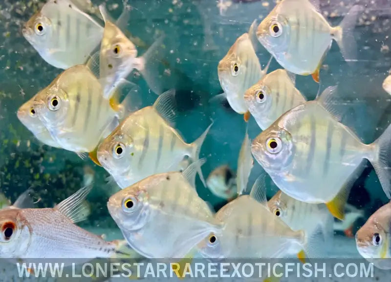 Tiger Silver Dollar / Metynnis Fasciatus Live Freshwater Tropical Fish for Sale Online