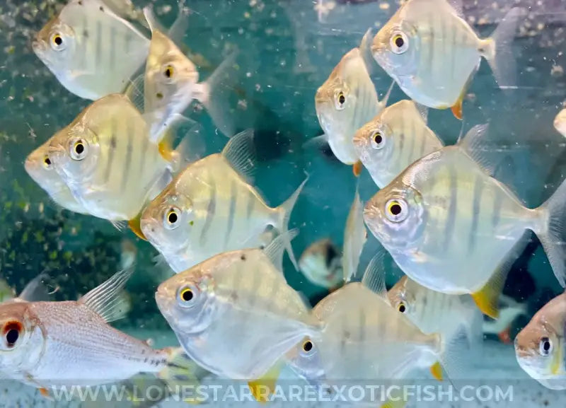 Tiger Silver Dollar / Metynnis fasciatus For Sale Online | Lone Star Rare Exotic Fish Co.