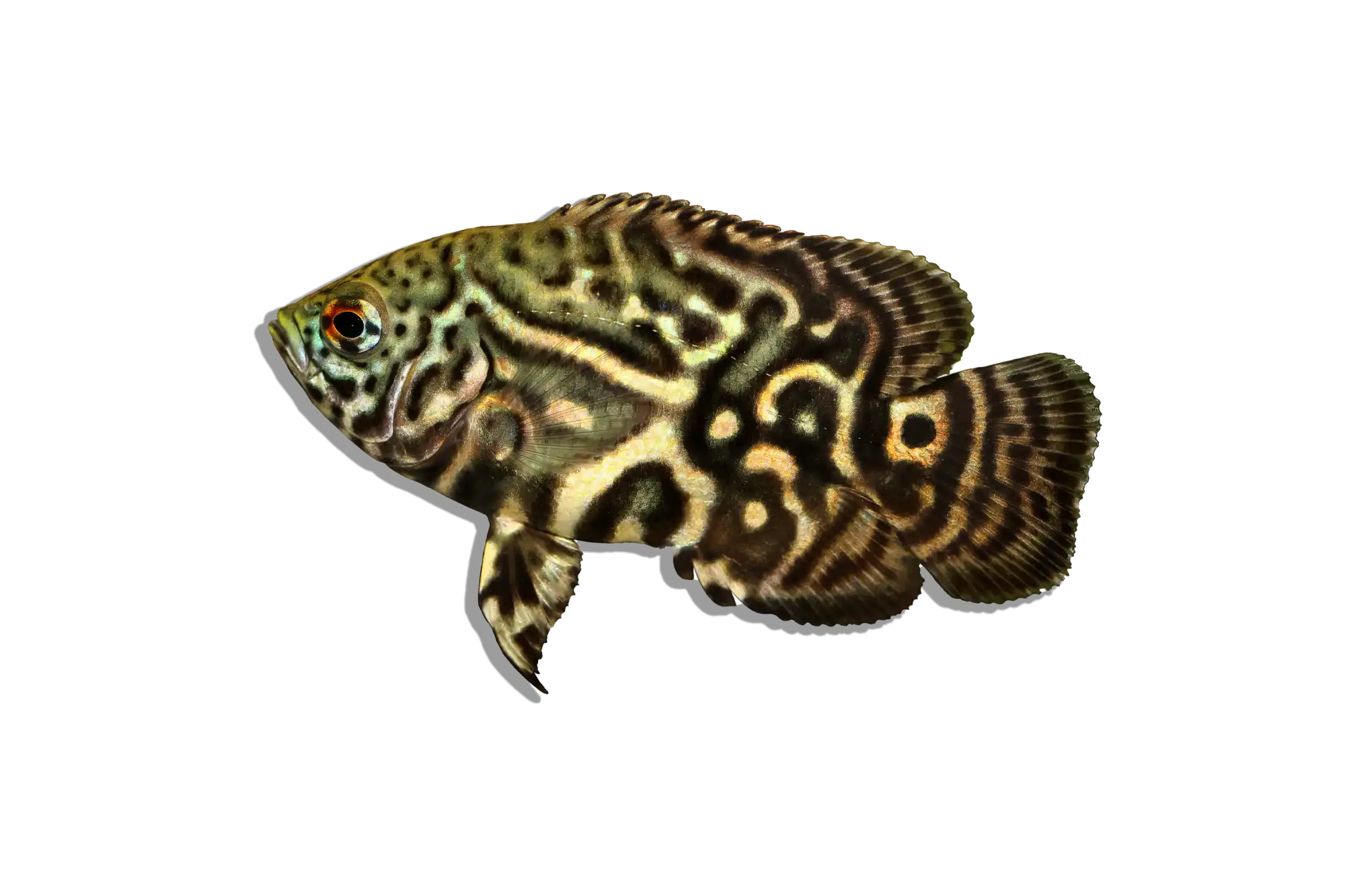Freshwater Tiger Moray Eel (Gymnothorax Polyuranodon) – 13-14in – Live Tropical Fish