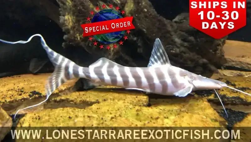 Tigrinus Catfish / Brachyplatystoma Tigrinum (special Order) Live Freshwater Tropical Fish for Sale Online