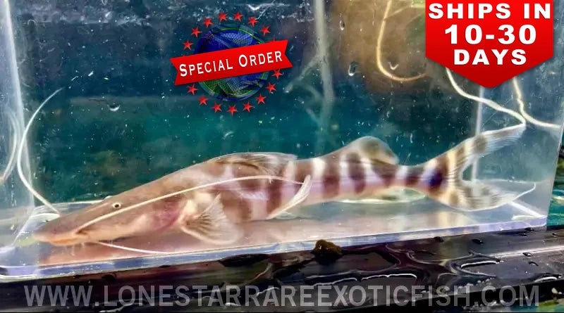 Tigrinus Catfish / Brachyplatystoma Tigrinum (special Order) Live Freshwater Tropical Fish for Sale Online