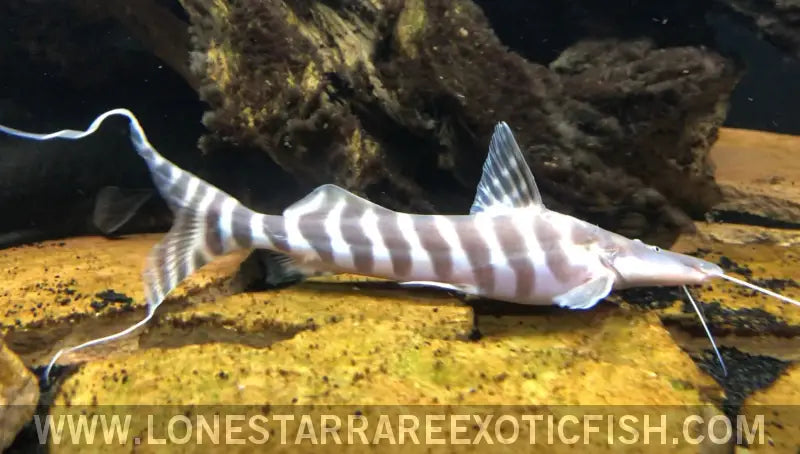 Tigrinus Catfish / Brachyplatystoma Tigrinum Live Freshwater Tropical Fish for Sale Online