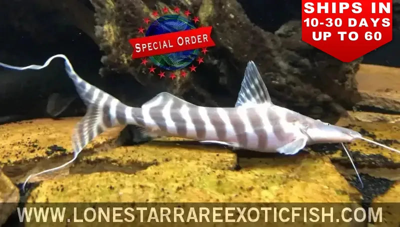 Tigrinus Catfish / Brachyplatystoma Tigrinum (special Order) Live Freshwater Tropical Fish for Sale Online