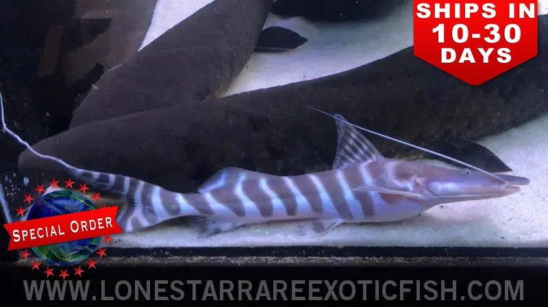 Tigrinus Catfish / Brachyplatystoma Tigrinum (special Order) Live Freshwater Tropical Fish for Sale Online