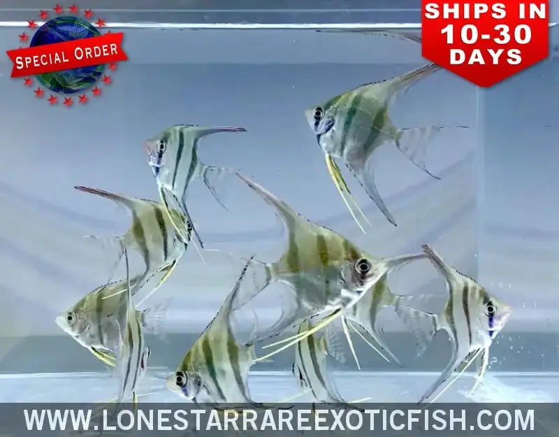 True Altum Angelfish / Pterophyllum Altum Live Freshwater Tropical Fish for Sale Online