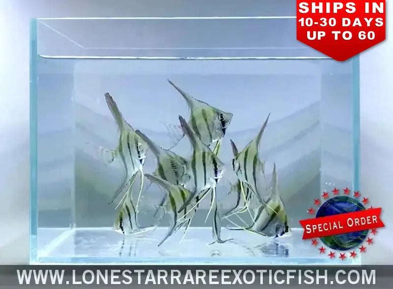 True Altum Angelfish / Pterophyllum Altum (special Order) Live Freshwater Tropical Fish for Sale Online