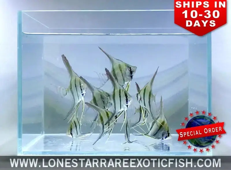 True Altum Angelfish / Pterophyllum Altum Live Freshwater Tropical Fish for Sale Online