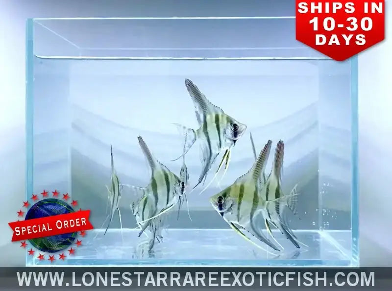 True Altum Angelfish / Pterophyllum Altum Live Freshwater Tropical Fish for Sale Online