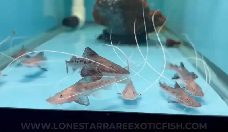 True Piraiba Catfish / Brachyplatystoma filamentosum For Sale Online | Lone Star Rare Exotic Fish Co.