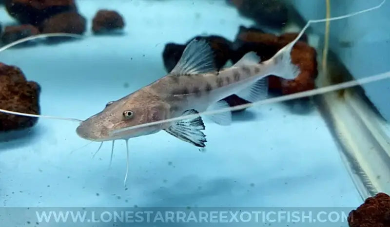 True Piraiba Catfish / Brachyplatystoma filamentosum For Sale Online | Lone Star Rare Exotic Fish Co.