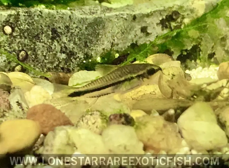 True Pygmy Cory Catfish / Corydoras Pygmaeus Live Freshwater Tropical Fish for Sale Online