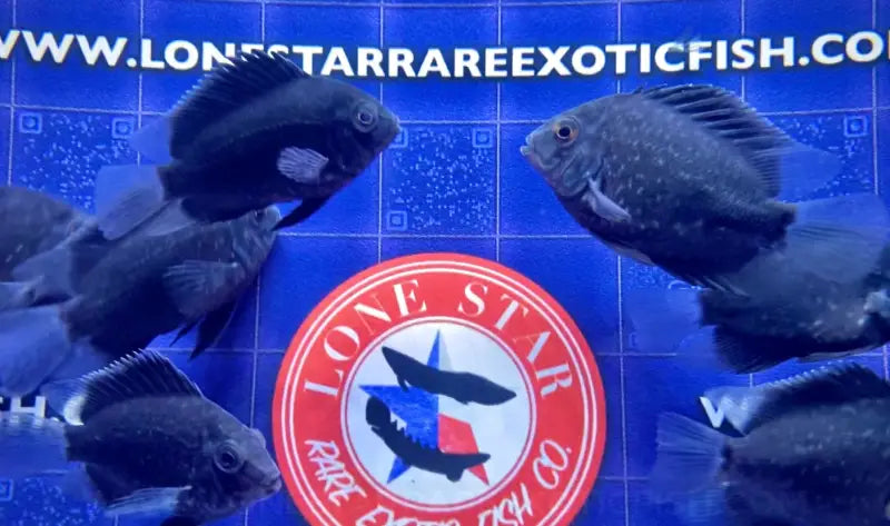 Uaru Cichlid / amphiacanthoides For Sale Online | Lone Star Rare Exotic Fish Co.