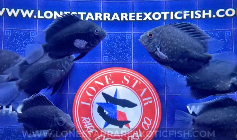 Uaru Cichlid / Uaru amphiacanthoides For Sale Online | Lone Star Rare Exotic Fish Co.