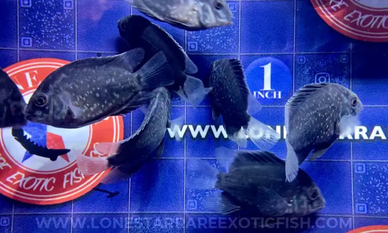 Uaru Cichlid / Uaru amphiacanthoides For Sale Online | Lone Star Rare Exotic Fish Co.