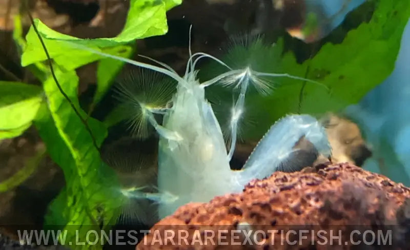 Vampire Shrimp / African Filter Shrimp / Atya Gabonensis Live Freshwater Tropical Fish for Sale Online